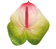گل آنتوریوم زفیرا